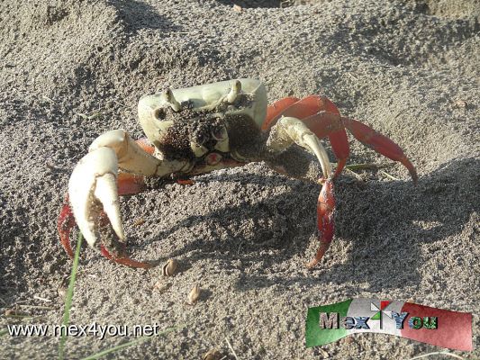 ImÃ¡genes de MazatlÃ¡n (02-04)
Photo by: Antonio Pacheco 
Keywords: mazatlan playa mar fauna cangrejo crab