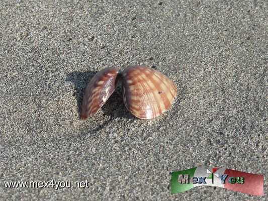 ImÃ¡genes de MazatlÃ¡n (04-04)
Photo by: Antonio Pacheco 
Keywords: mazatlan playa mar fauna concha shell
