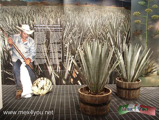 Reapertura de / Reopening  Garibaldi (03-13) 
En el museo del Tequila es un pasaje nos presenta la forma en que los agaveros cortan la planta de agave para la producciÃ³n del tequila.  
Keywords: garibaldi tequila plaza square  maguey 