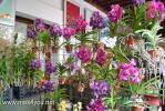 Llega la exposición de orquídeas-toño 2014
