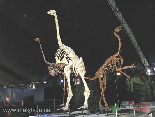 " Huellas de la Vida " o Dinosaurios / " Traces of Life " Mexico City  (02-05)
En esta impresionante instalaciÃ²n podremos ver 15 rÃ¨plicas de fÃ²siles de dinosaurios, algunos de hasta 9 metros y 75 millones de aÃ±os, los cuales estarÃ n en las 13 salas. 

This impressive installation you can see replicas of fossils of 15 dinosaurs, some up to 9 meters and 75 million years, which will be in the 13 rooms.

Photos by : JesÃ¹s SÃ nchez Estrada
Keywords: huellas vida traces life dinosaurios traces life mexico city zocalo ciudad