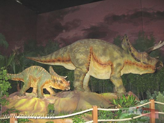 " Huellas de la Vida " o Dinosaurios / " Traces of Life " Mexico City  (04-05)
Los asistentes tendrÃ n la oportunidad de ver una cantidad tan grande de fÃ³siles descubiertos en MÃ©xico y jamÃ¡s mostrados pÃºblicamente como el del dinosaurio mÃ¡s completo hallado en MÃ©xico, el Velafrons coahuilensis, que viviÃ³ hace 72 millones de aÃ±os. O el del la tortuga Euclastes Coahuilensis. En el aire estarÃ¡n tambiÃ©n dos ejemplos del QuetzalcÃ³atlus, el reptil mÃ¡s grande que ha volado en la Tierra, "una avioneta cessna de 75 millones de aÃ±os".
Photos by : JesÃ¹s SÃ nchez Estrada
Attendees will have the opportunity to see such a large number of fossils discovered in Mexico and had never shown publicly as the most complete dinosaur found in Mexico, the Velafrons coahuilensis, which lived 72 million years ago. Or the turtle Euclastes Coahuile
Keywords: huellas vida traces life dinosaurios traces life mexico city zocalo ciudad