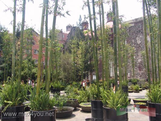 AquÃ¬ y Ahora  ( JardÃ¬n radial) / Here and Now ( radial garden) (01-03)
Keywords: jeronimo hagerman aqui ahora jardin radial garden mexico city ciudad bambu bamboo