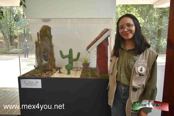 Celebración del 20 Aniversario del Mariposario en el Bosque de Chapultepec (02-05)
Los visitantes podrán apreciar en fotografías, maquetas y diversos materiales, todo acerca de las mariposas como el maravilloso fenómeno de la metamorfosis, su ciclo de vida o aprender sobre la migración de las mariposas monarca, además de conocer diversos aspectos de los artrópodos como el papel que juegan en la naturaleza los insectos como las mantis religiosas, los insectos palo, los arácnidos y otras sorprendentes especies a los que éstas pertenecen. Adicionalmente, se expondrán los trabajos del concurso de dibujo sobre Artrópodos donde el público podrá votar por su favorito en las ramas infantil, artístico y científico
Keywords: celebracion 20 aniversario mariposario bosque chapultepec mariposa mariposas bosque animales fauna insectos bichos