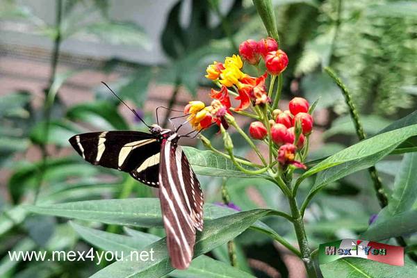 Celebración del 20 Aniversario del Mariposario en el Bosque de Chapultepec (04-05)
Con esta exposición y ciclo de pláticas, el Mariposario refrenda su compromiso en la educación a través del sano entretenimiento en conjunto con las nuevas atracciones que se integran a ZooAventuras, como es el caso del Herpetario, ya que México es el segundo país con más diversidad de reptiles en el mundo, el Museo de Tiburones donde conocerán datos importantes de estos asombrosos depredadores en un acuario digital y una sala inmersiva, y la exhibición de Dinosaurium, donde descubrirán esqueletos y réplicas de los gigantes que habitaron en México y el mundo.



Text & Photo by: Antonio Pacheco
Keywords: celebracion 20 aniversario mariposario bosque chapultepec mariposa mariposas bosque animales fauna insectos bichos