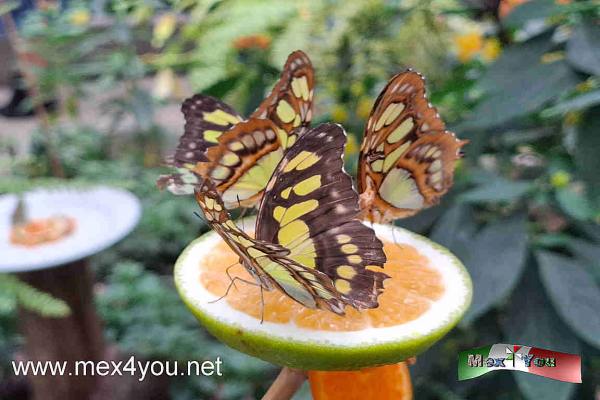 Celebración del 20 Aniversario del Mariposario en el Bosque de Chapultepec (05-05)

Además de los recorridos por estas exhibiciones, ZooAventuras ofrece divertidas visitas guiadas dirigidas a grupos escolares y grupos de verano como: deportivos, clubes, sindicatos y grupos o dependencias que organizan visitas educativas y recreativas.



Text & Photo by: Antonio Pacheco
Keywords: celebracion 20 aniversario mariposario bosque chapultepec mariposa mariposas bosque animales fauna insectos bichos