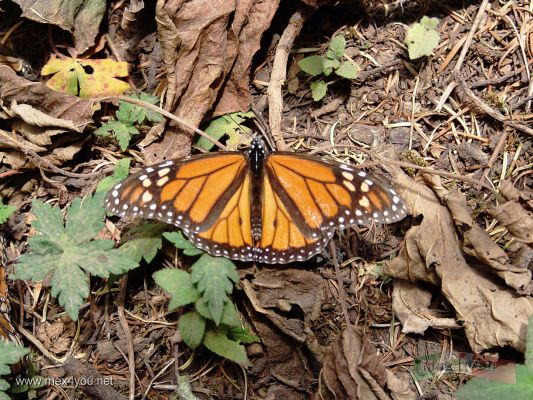 Santuario de la Mariposa Monarca / Monarch Butterfly Sanctuary  " El Rosario " MichoacÃ¡n.
Keywords: Mariposa Monarca butterfly